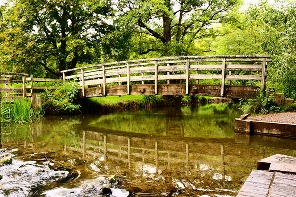 Image of a woodland scene with a wooden bridge